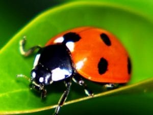 1500-Live-Ladybugs