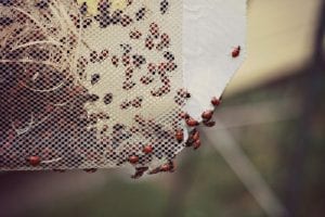 1500-Live-Ladybugs5