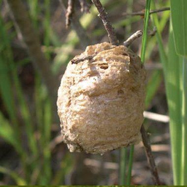 10 Egg Cases with Hatching Habitat Bag Natures Good Guys Praying Mantis Egg Case