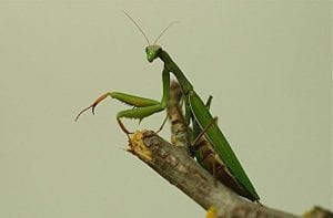 Praying-Mantis-Egg-Case-Hatching-Habitat-Bag4