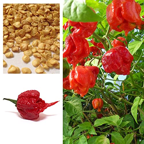 wicked tickle hot sauce