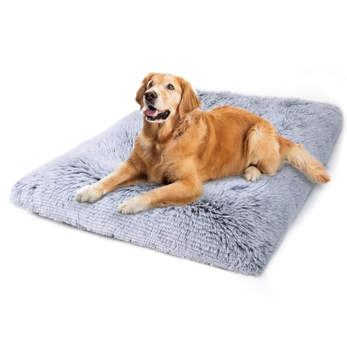 dog bed