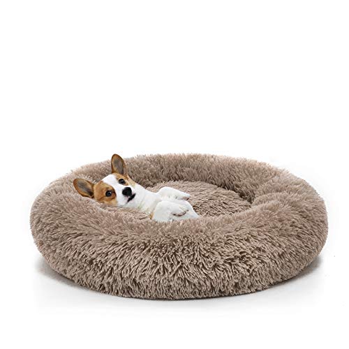 dog bed