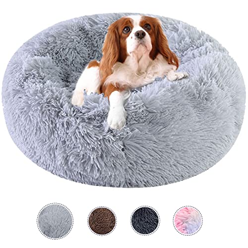 dog bed