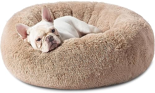 dog bed