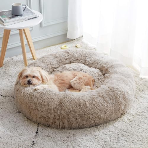 dog bed