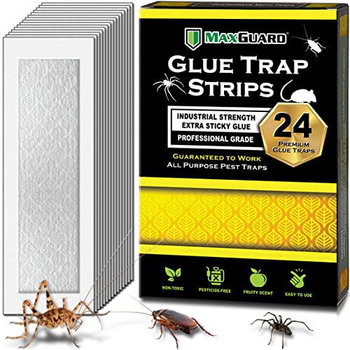 pest glue traps